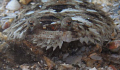   FLOUNDER  